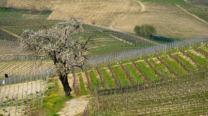 Langhe-Roero e Monferrato, Piemonte - Agliano Anello della Barbera