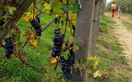 Langhe-Roero e Monferrato, Piemonte - Da Barolo a Castiglione Falletto