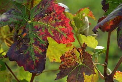 Langhe-Roero e Monferrato, Piemonte - Da Barolo a Castiglione Falletto