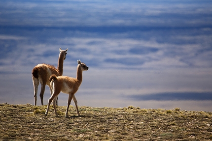 Patagonia arrampicata - Guanacos vicino al fiume Rio Santa Cruz, Patagonia