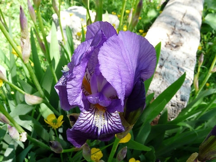 Buoux e la ricerca dell'arrampicata - Iris