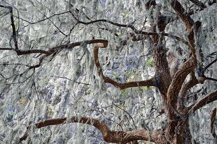 Arrampicare a El Salto in Messico - Un albero nel canyon di Las Bocas