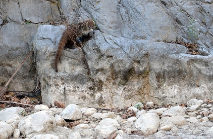 Arrampicare a El Salto in Messico - Un procione messicano nei pressi di Las Animas 