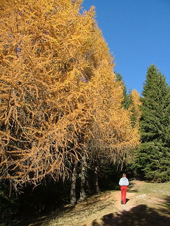 Altopiano del Renon Alto Adige camminare trekking - Sull'altopiano del Renon