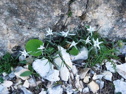 Cima Carega, Piccoli Dolomiti - La salita al Monte Carega, Piccoli Dolomiti