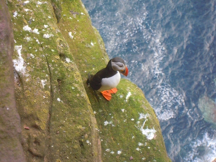 The Old Man of Hoy - Torvagando for Nepal - Puffin sul terzo tiro