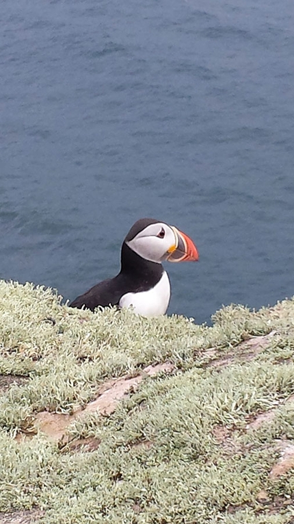 The Old Man of Hoy - Torvagando for Nepal - Puffin in vetta