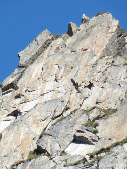 Punta Phuc, Monte Castello, Vallone di Noaschetta, Gruppo del Gran Paradiso - A volte ritornano, Cima Monte Castello Punta Phuc: l'aquila controlla