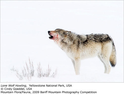 2009 Banff Mountain Photography Competition - Mountain Flora/Fauna: Lone Wolf Howling