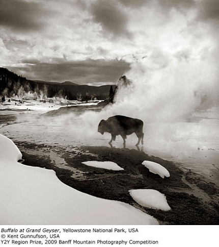 2009 Banff Mountain Photography Competition - Y2Y Region Prize: Buffalo at Grand Geyser