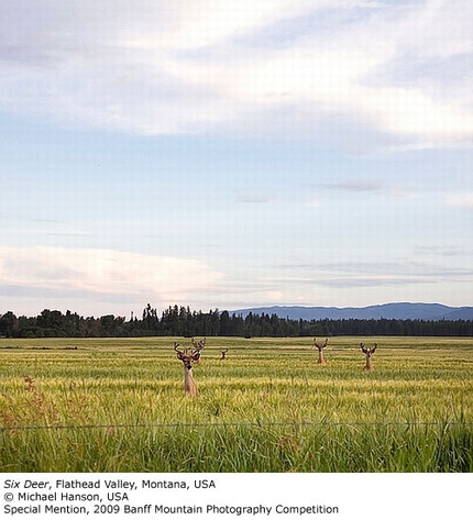 2009 Banff Mountain Photography Competition - Special Mention: Six Deer