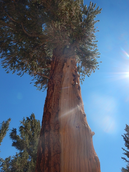 John Muir Trail, trekking USA - John Muir Trail: alberi centenari