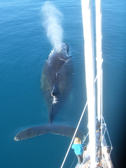 Greenland - Close encounter with a whale
