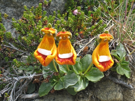 Traversata est-ovest dello Hielo Patagonico Sur - Calceolaria di Darwin