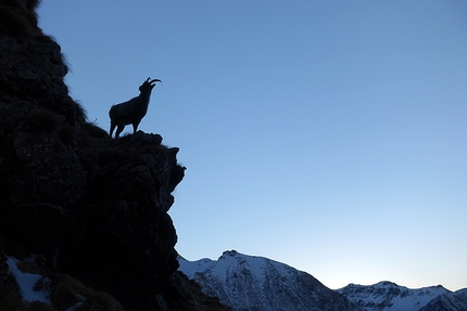 Valbondione, Valle Seriana, alpinismo, Maurizio Panseri, Daniele Natali - Valbondione: stambecchi e camosci sono in ogni dove, loro sono i veri custodi di queste terre.