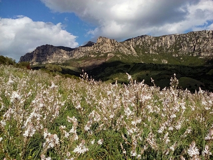Lula, Monte Albo, Sardegna - Fioritura di asfodeli con il versante del Monte Albo dove si svolgono le vie