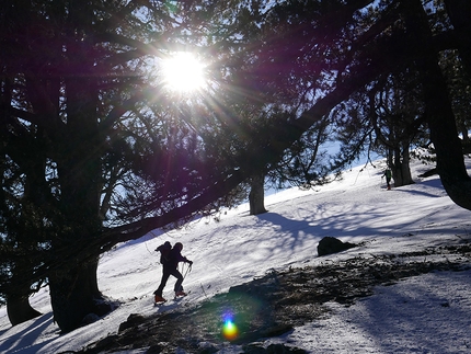 Grecia, scialpinismo - I faggi ben presto cedono il passo ai pini loricati 