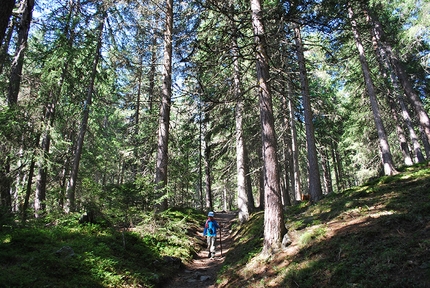 Alta Badia, Malga Munt da Rina, Lago Lè de Rina - Nel bosco durante la salita verso la Malga Munt da Rina ed il Lago Lè de Rina, Alta Badia. Ideale anche per famiglie con bambini