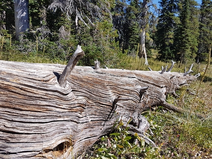 Continental Divide Trail, CDT, Rocky Mountains, trekking, Diego Salvi, Benigno Carrara - Continental Divide Trail: le foreste sono in continua rigenerazione
