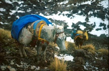 Scialpinismo in Marocco, Alto Atlante, Africa - I muli pronti per la discesa.