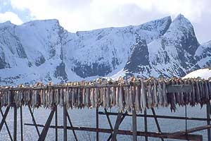Isole Lofoten Scialpinismo in Norvegia - Panorama nei pressi di Reine, nelle Lofoten meridionali