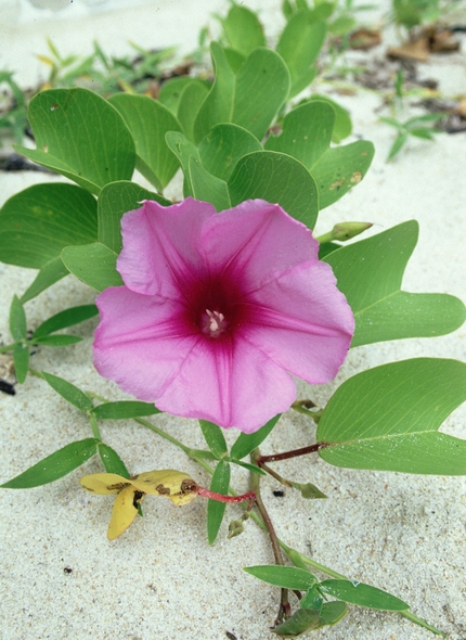 Tailandia arrampicare - Arrampicare a Phra-Nang e Pee Pee Island in Tailandia: fiore