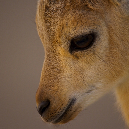 Banff Mountain Film Festival World Tour Italy 2018 - Planet Earth II