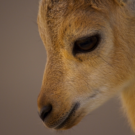 Banff Mountain Film Festival World Tour Italy 2018 - Planet Earth II