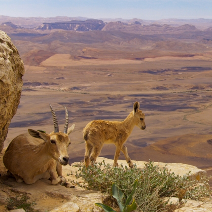 Banff Mountain Film Festival World Tour Italy 2018 - Planet Earth II