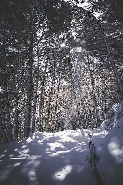 Monte Somma, Vesuvio, scialpinismo - Il bosco del Monte Somma