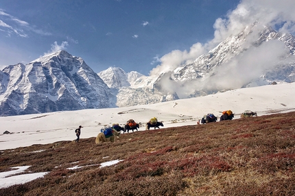 Shishapangma Expedition 2018, Luka Lindič, Ines Papert - Shishapangma Expedition 2018: Approach with yaks to base camp.