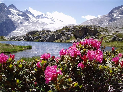 Adamello Val Camonica alpinismo - Adamello: ghiacciaio Mandrone dal Rifugio