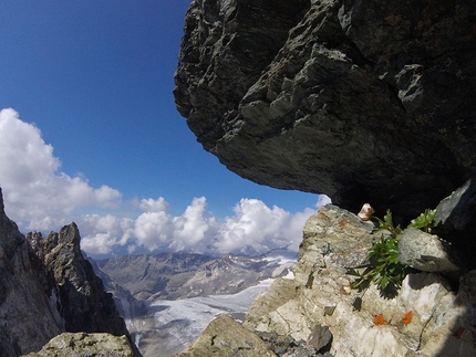 Montagna che cambia pelle, alpinismo, Michele Comi - Campione di adattamento, il ranuncolo dei ghiacciai sulle 'roccette' della Marco e Rosa a 3600m