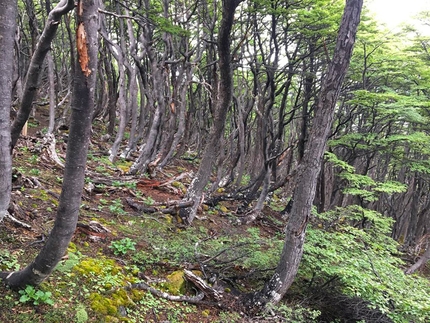 Progetto Antartide, Manuel Lugli - La Tierra del Fuego: le foreste umide di lengas, i contorti alberi fuegini modellati dal vento
