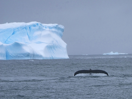 Progetto Antartide, Manuel Lugli - Antartide: la coda di una balena