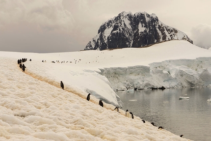 Progetto Antartide, Manuel Lugli - Antartide: pinguini-indaffarati