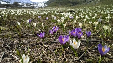 Pian della Mussa, Val d’Ala, Valli di Lanzo - Primavera al Pian della Mussa.