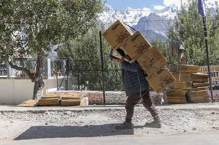 Kinnaur Himalaya - Kinnaur Himalaya: negli ultimi trent' anni, l’originaria diversificazione delle attività agro-pastorali ha lasciato il posto a questa monocoltura.