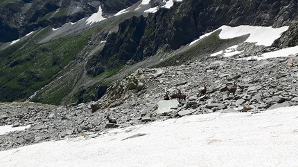 La traversata delle Valli di Lanzo, Valle dell'Orco, Valle di Viù - La traversata delle Valli di Lanzo: in discesa dalla Talancia