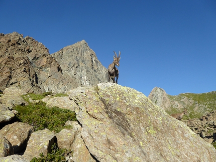 Uja di Mondrone, Val di Lanzo - Uno stambecco sotto l'Uja di Mondrone, Val di Lanzo