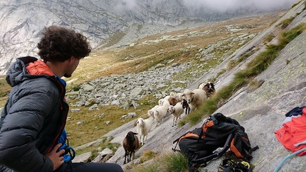 Val di Mello, Escudo del Qualido, Caterina Bassi, Martino Quintavalla - Val di Mello: Martino Quintavalla con le pecore all'Escudo del Qualido