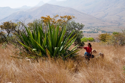 Madagascar Tsaranoro, Martina Mastria, Filippo Ghilardini - Madagascar - Tsaranoro: vegetazione gigante