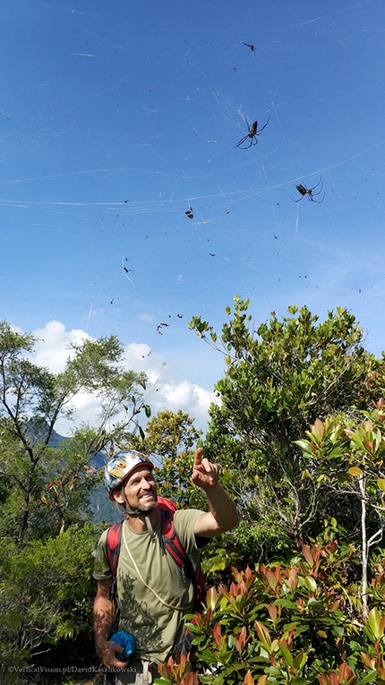 Tioman Island, Dragon Horns, Malaysia - Dragon Horns Tioman Island: spiders on the summit
