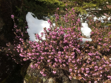 Porsi domande e accogliere l'inaspettato ai tempi del coronavirus - Incontri nel bosco