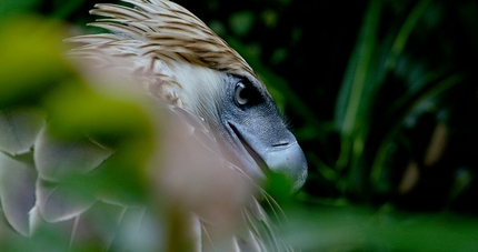 Trento Film Festival 2020 - Trento Film Festival 2020: Bird of prey