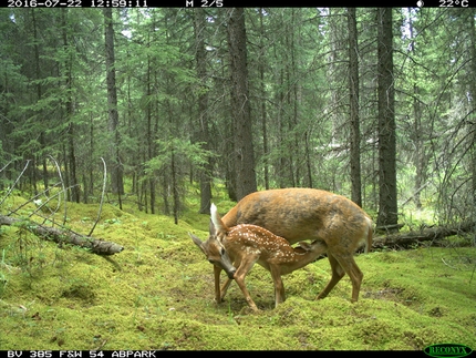 Trento Film Festival 2020 - Trento Film Festival 2020: Living with wildlife di Leanne Allison