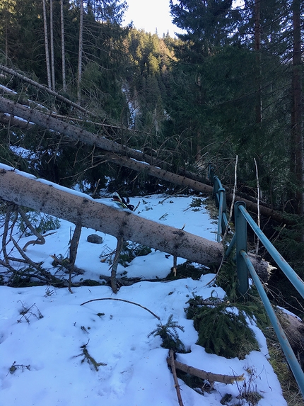 Sentiero Roma in Val Masino in inverno, Thomas Gusmeo - Sentiero Roma, Val Masino: un tratto della strada verso Presa Rossa, con gli abeti abbattuti dalla tempesta Vaja 