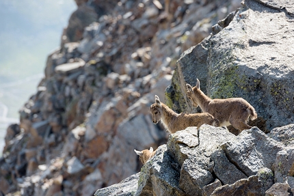Passo dei Salati, Alagna - Cuccioli di stambecco - Capra ibex - al Passo dei Salati sopra Alagna