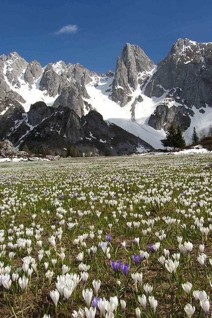 Calendario Montagne di Lombardia - Magnifica visione - Fioritura di crocus con cimone della Bagozza sullo sfondo, Valle di Scalve / aprile Montagne di Lombardia - Magnifica visione