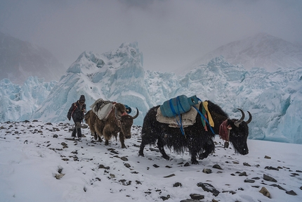 Everest, The Ghosts from Above - The Ghosts from Above: i yak portano il materiale al campo base avanzato sul versante nord dell'Everest